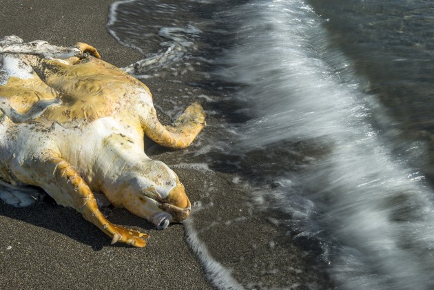 A loggerhead turtle on the washed up on the shore after having suffered from a boat strike. This was a key element to the photographic essay, and the story was emphasised by placing the camera on a tripod and using a slow shutter speed to show the movement of the waves and the stillness of the dead turtle.