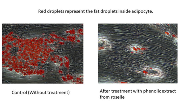 An RMIT research project has found the phenolic extracts from the roselle could help create a health food product that is effective in interfering with the formation of fat cells, but also bypass the bad side effects of some obesity management medications.