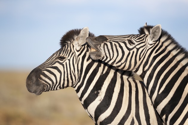 With wildlife we’re often seeking to photograph in that beautiful golden light at the ends of the day, but sometimes warm light can work against the image, as with these zebra, where the image was a little muddy. Pulling the white balance temp slider hard left produced a much punchier image, further enhanced with some tonal manipulation to bring up the whites. Cooling the white balance also produces a bluer sky. An inverted subject selection in masks allowed the background to be lightened, making the animals stand out even more. 
Canon EOS 1Ds II, 500mm f/4 L lens, 1/2500 sec, f/5, ISO 200