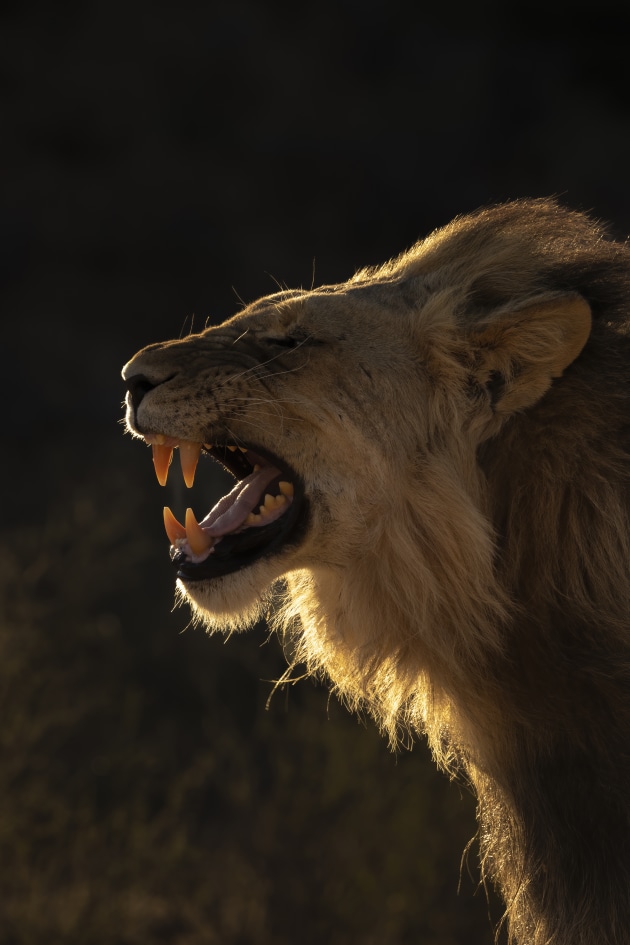 The flehmen grimace enables the male lion to detect the scent of female hormones, to check if a nearby lioness is in season. To enhance the drama this image was manipulated much more heavily than we would usually do. The background was selected by using subject select > invert, and then darkened to make the lion ‘pop’. This was further enhanced with tone sliders. White balance temp and vibrance were increased significantly, to bring up the golden hues that were lost in the RAW file.
Canon EOS 1Dx II, 100-400mm f/4.5-5.6 L lens at 400mm, 1/400 sec, f/11. ISO 500