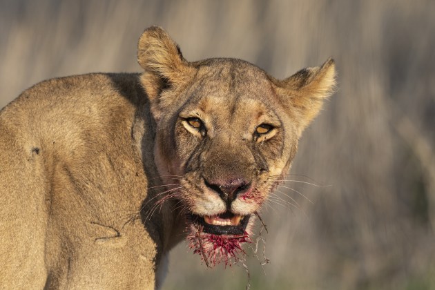 Get it right in camera and most images require only a light touch in Lightroom. Here, just a touch of tonal correction, mainly to brighten the image. The blood, from a freshly killed oryx, rendered a little brown in the RAW file, so the red hue was tweaked in the HSL/Colour panel to correct this. 
Canon EOS 1Dx, 500mm f/4 L lens with 1.4x extender, 1/1000 sec, f/9. ISO 500