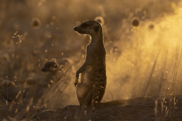 Backlit dust in the golden hour adds bags of impact to wildlife images, as with this Kalahari meerkat. The RAW file didn’t fully do justice to the beautiful light, but that was easily corrected by increasing the white balance temp and adding some vibrance. A little lens flare adds to the mood, but also flattens the tonal range. Adjusting the whites and blacks sliders quickly sorted that.
Canon Eos 1Dx II, 100-400mm f/4.5-5.6 L lens at 200mm, 1/2000 sec, f/6.3. ISO 640