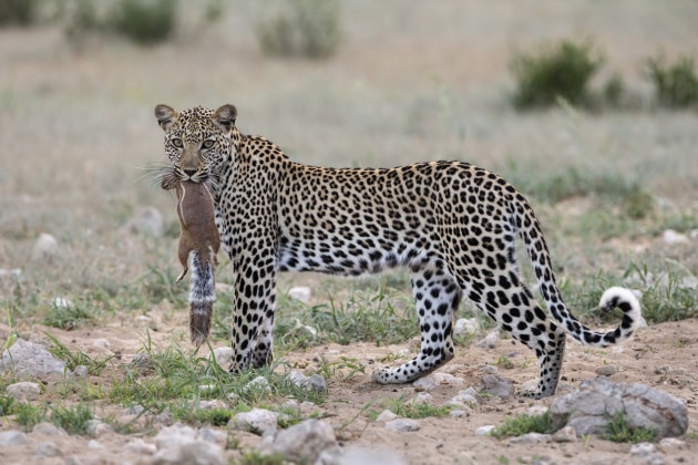 It was dusk when we spotted this leopard with her freshly caught ground squirrel, so light levels were very low, with little contrast. We brightened the image mainly by increasing whites and adding some clarity, and we warmed the cool tones a little, by increased white balance from 5700 to 6254. With an image like this it’s tempting to boost warmth and contrast significantly, to ratchet up the instant impact, but we preferred to retain the subtlety of the evening light, true to what we saw. A little noise reduction was applied with Topaz Denoise AI.
Canon EOS 1Dx, 500mm f/4 L lens with 1.4x extender, 1/200 sec, f/8. ISO 1250