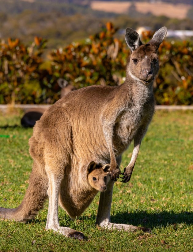Kangaroo