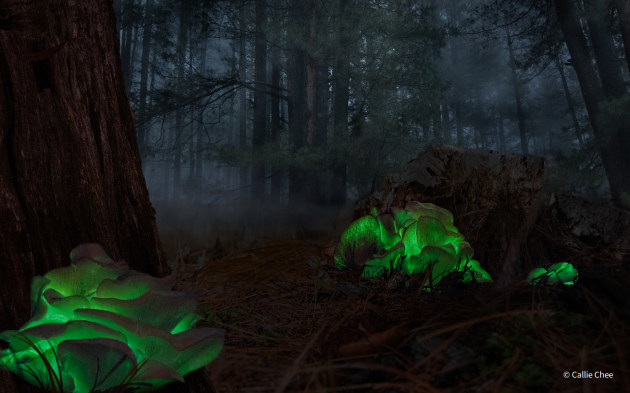 © Callie Chee. Ghost Mushrooms. Botanical - Winner. Nicknamed ‘ghost mushrooms’ due to their eerie glow, this fungi is only found in certain forests in Australia. They glow for only a few weeks in a year and are therefore quite hard to find and photograph.