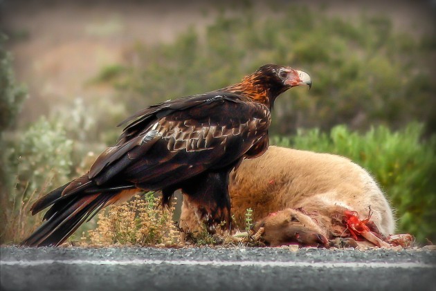 'Wedge Tailed Eagle on the Nullabor Plains' by Charlotte Ward