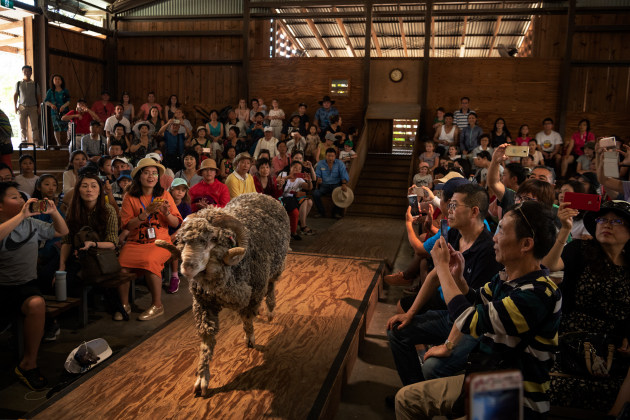 © Matthew Abbott. Spectators snap photos of 'Bruce' the boss Ram walking down the runway before the sheep shearing demonstration.