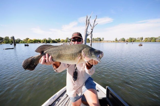 Lake mulwala fishing Clearance