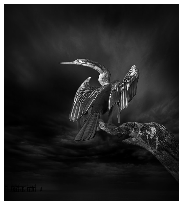 Darter bird. © Jacqui Dean.