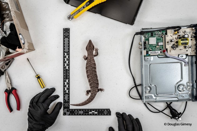 © Doug Gimesy. Bound, jammed inside, and posted. Our Impact - Winner. A wildlife officer measures one of two blue-tongued lizards found bound and stuffed inside a DVD player. Posted to Asia, it was detected at a Melbourne postage sorting facility. Luckily, both were still alive. Wildlife smuggling is so brutally cruel, with many not surviving their long trip.