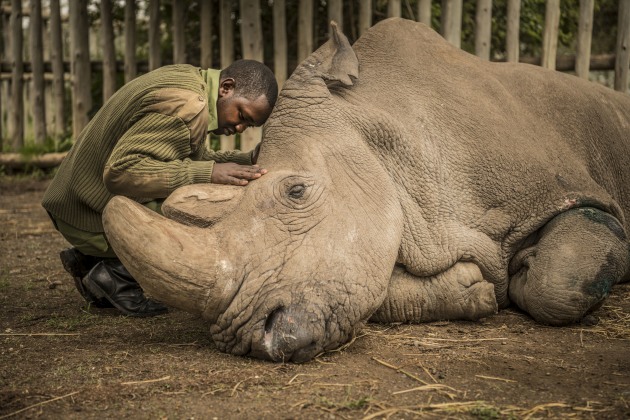 © Ami Vitale. Joseph Wachira, 26, comforts Sudan, the last male Northern White Rhino on the planet, moments before he passed away at Ol Pejeta Conservancy in northern Kenya. “My hope is that Sudan’s legacy serves as a catalyst to awaken humanity to this reality,” says Ami Vitale.