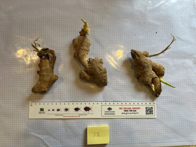 Biosecurity officers secured approximately 38 tonnes of risk material—including boxes of turtle meat, frog meat, plant products, avian meat, pig meat, beef meat, and raw prawns. Image: DAFF