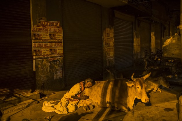 © Daniel Berehulak. A homeless man sleeps leaning against an ox, early morning on March 27, 2014 in Varanasi, India. Shot for The New York Times.