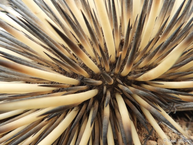 © Isaac Wilson (Age 10). RUNNER-UP, JUNIOR. Short-beaked echidna, Tachyglossus aculeatus. On the way back from the Murray River we saw this echidna crossing the road. It hid its face and I knew it wasn’t coming out, so I decided to take a close-up. That was the best shot I took. Near Blanchetown, South Australia.