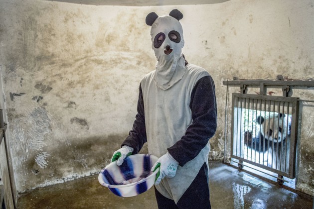 A costumed caretaker cleans a panda enclosure while an inhabitant peers in.