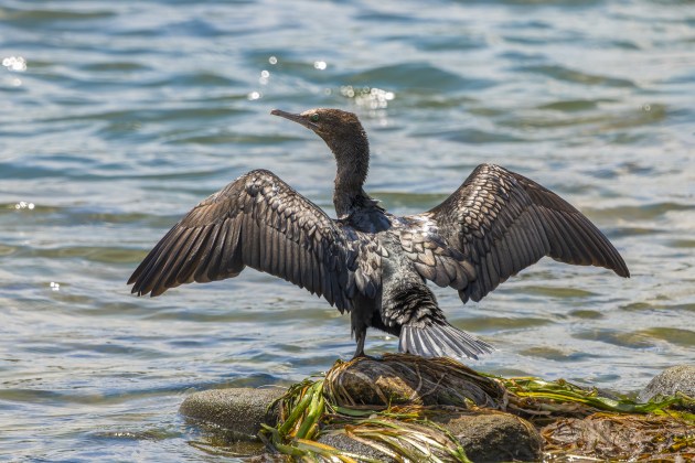 Panasonic Lumix S1 Mark II, LUMIX S 100-500/F5-7.1+STC1.4 lens @ 531mm. 1/2000s @ f9.5, ISO 1600. Image: Tim Robinson