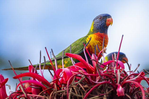 Panasonic Lumix S1 Mark II, LUMIX S 100-500/F5-7.1 lens @ 435mm. 1/2000s @ f6.9, ISO 2000. Image: Tim Robinson