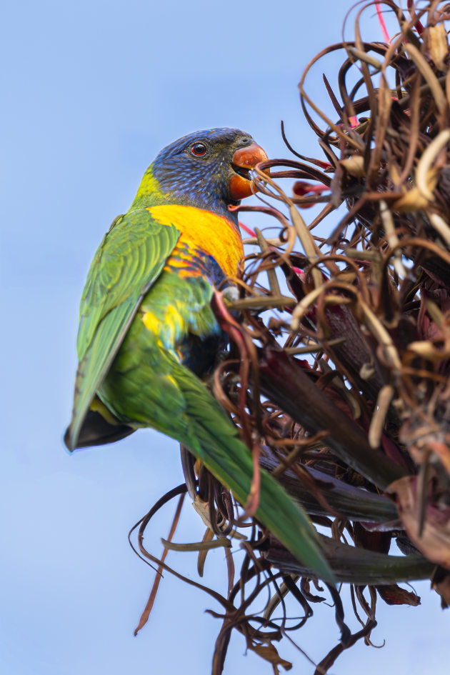 Panasonic Lumix S1 Mark II, LUMIX S 100-500/F5-7.1 lens @ 500mm. 1/2000s @ f7.1, ISO 2500. Image: Tim Robinson