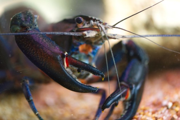 Leaving the pond: Marron are usually stocked at two to four crustaceans per square meter of pond. Aquatic AI is building up, rather than out.