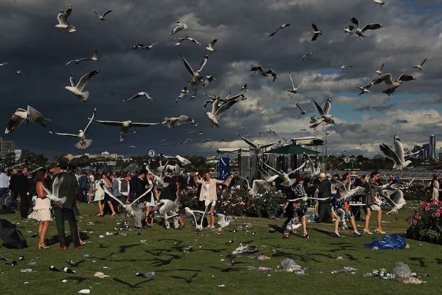 © Scott Barbour. Racegoers leave the course as seagulls hover overhead following 2016 Melbourne Cup Day at Flemington Racecourse on November 1, 2016 in Melbourne, Australia.