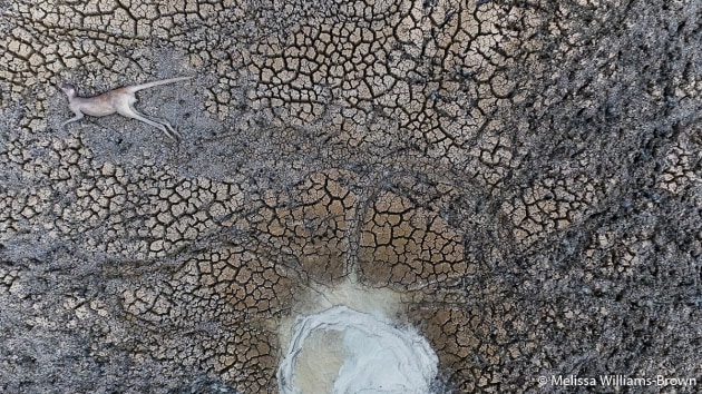 © Melissa Williams-Brown. WINNER, OUR IMPACT. The Menindee Lakes were deliberately drained in 2016–17 and New South Wales has experienced a lengthy drought. Animals and birds desperately seek food and water and there is very little left due to these human-made and natural events. Lake Cawndilla is now just a drying lakebed scattered with the remains of our native animals. Cawndilla Creek, Menindee, New South Wales.