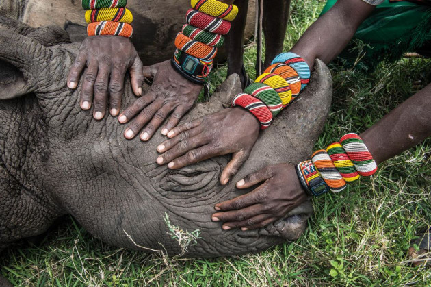 © Ami Vitale. Samburu warriors encounter a rhino for the first time in their lives at Lewa Wildlife Conservancy in northern Kenya. Only their grandfathers saw rhinos in the wild.