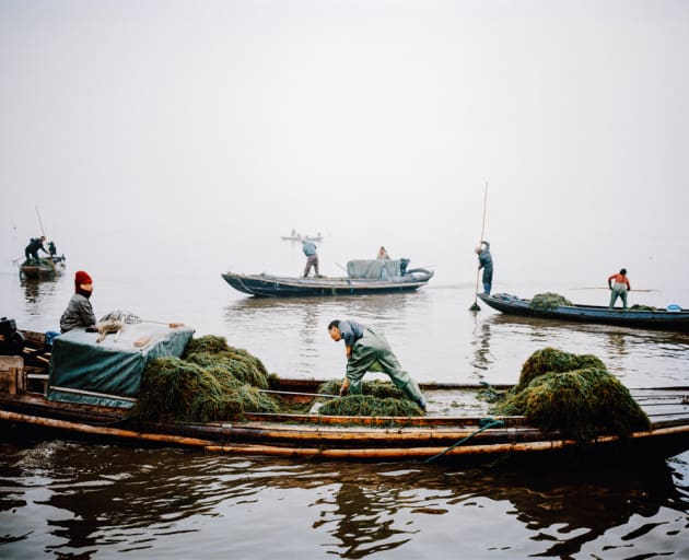 Boats trawling for seaweed and shrimp, Honghu, China, 2015.