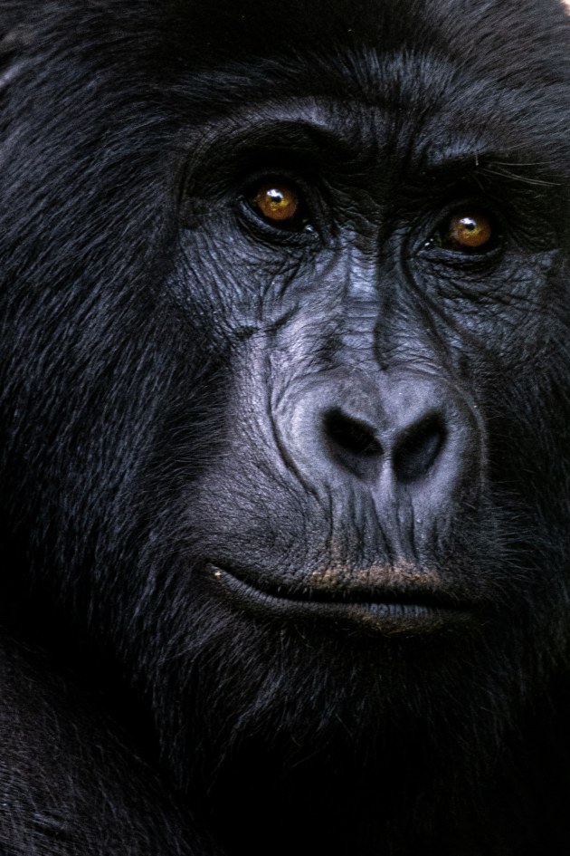 Neil Hendry, Gorilla Soul.