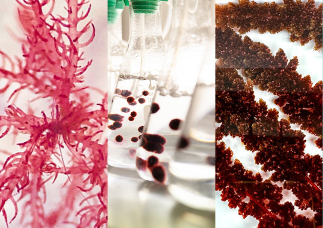 SeaStock has secured a $740,000 matched co-investment with Australia’s Food and Beverage Accelerator to develop functional ingredients from seaweed.
Source: SeaStock