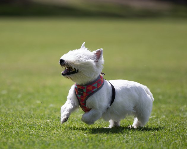 Peggy Man, running wild.