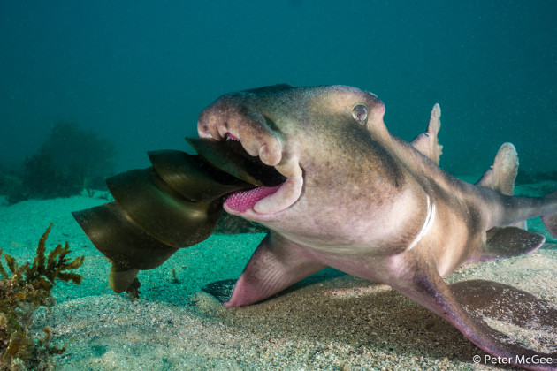 © Pete McGee. RUNNER-UP, ANIMAL BEHAVIOUR. Crested horn shark, Heterodontus galeatus. A crested horn shark feeds on the egg case of the related Port Jackson shark. Each spring Port Jackson sharks gather on shallow reefs to breed and hide up to 10 eggs. Crested horn sharks make the most of the opportunity, searching the rocky crevices for an easy meal. Cabbage Tree Bay Aquatic Reserve, Manly, New South Wales.