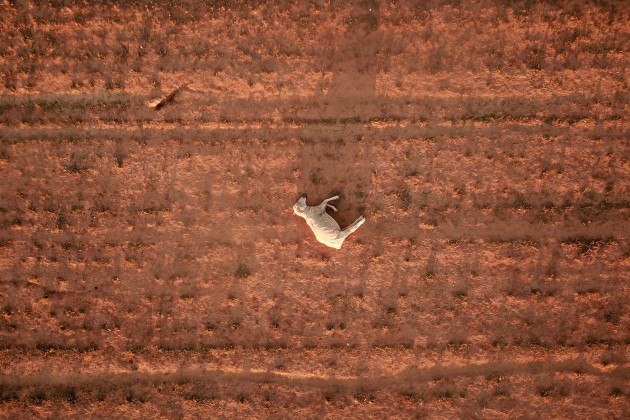 Dean Lewins won the Nikon-Walkley Press Photographer of the Year. A dead sheep lies on a dry and dusty field near Parkes in August 2018. New South Wales has been 100% drought-declared. © Dean Lewins.