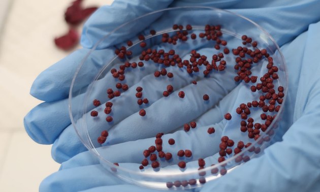 The Roselle extracts are turned into little beads because phenolic extracts oxidise easily, so encapsulation extends its shelf life, and how they are released and absorbed by the body.
