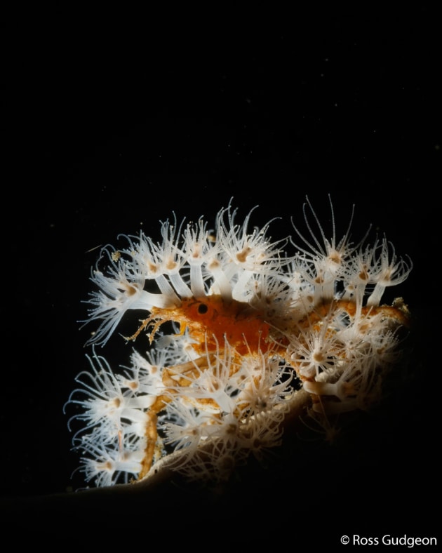 © by Ross Gudgeon. WINNER, ANIMAL PORTRAIT. Decorator crab, Achaeus spinosus. Typically, decorator crabs attach pieces of sponge and seaweed to themselves to camouflage and hide from predators (which makes them very poor photographic subjects). However, Achaeus spinosus attaches stinging hydroids to itself to ward off potential predators (making it a very attractive subject for photography). Lembeh Strait, North East Sulawesi, Indonesia.