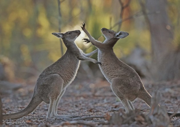 Runner-up: Play fighting, Western grey kangaroos (Macropus fuliginosus), Georgina Steytler (WA)