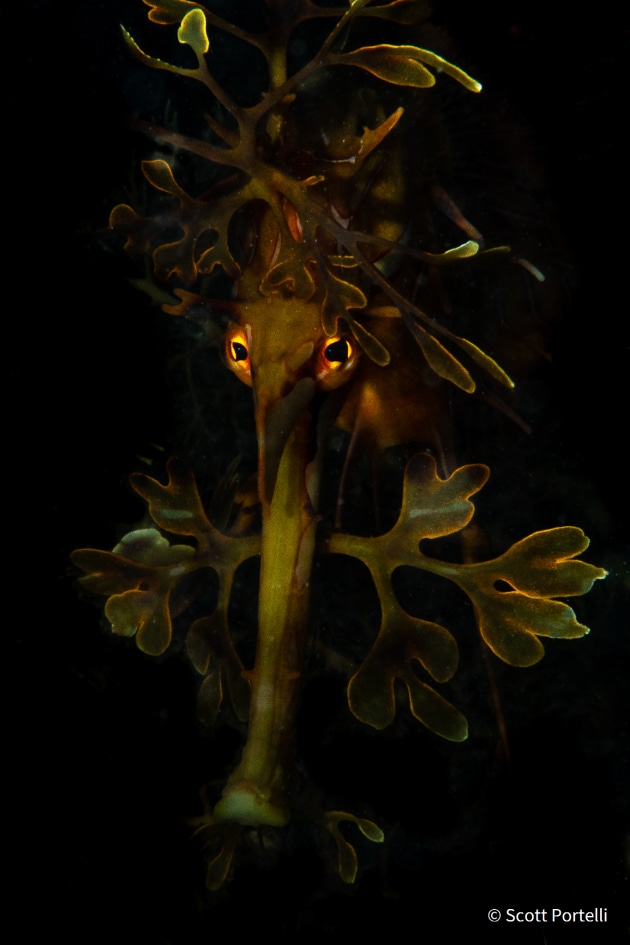 © Scott Portelli. Leafy night. Overall winner - Australian Geographic Nature Photographer of the Year 2021. Leafy seadragons hide in the thick kelp to camouflage themselves to avoid predators. The vibrant flamboyant adults blend perfectly with their surroundings. At night the backlighting on a leafy seadragon accentuates their features and the delicate bodies that appear translucent.