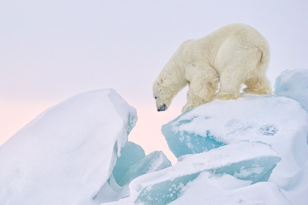 © Joshua Holko and Melrakki Publishing. Polar Bear on Blue Ice, Monbukta, Svalbard Winter, 2017.