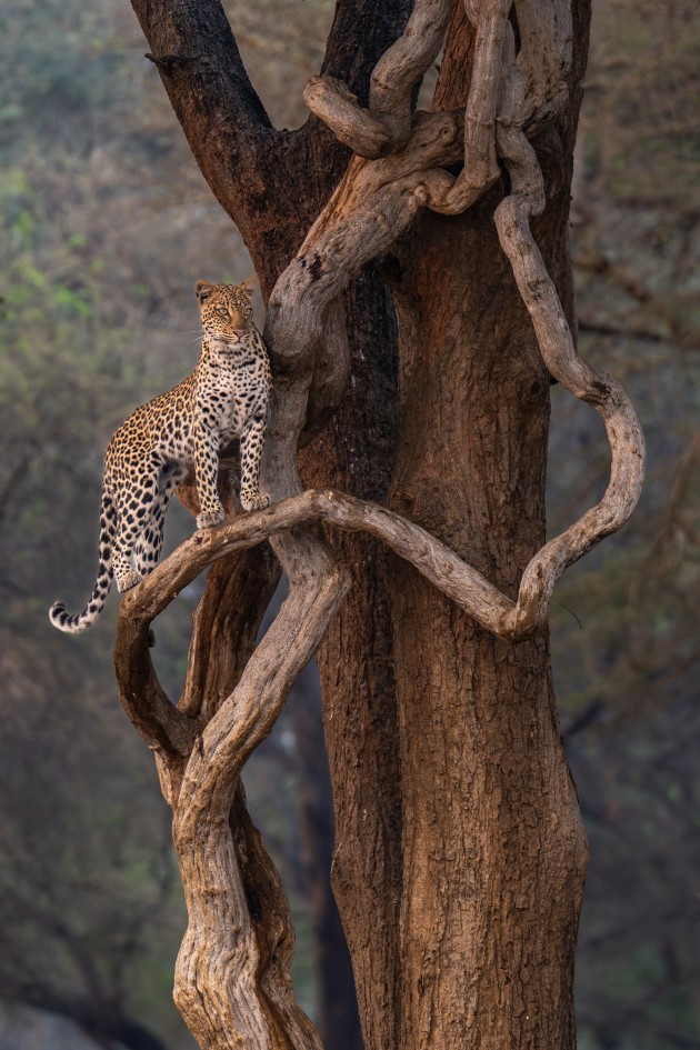 Thomas Weder, The leopard on the snake.
