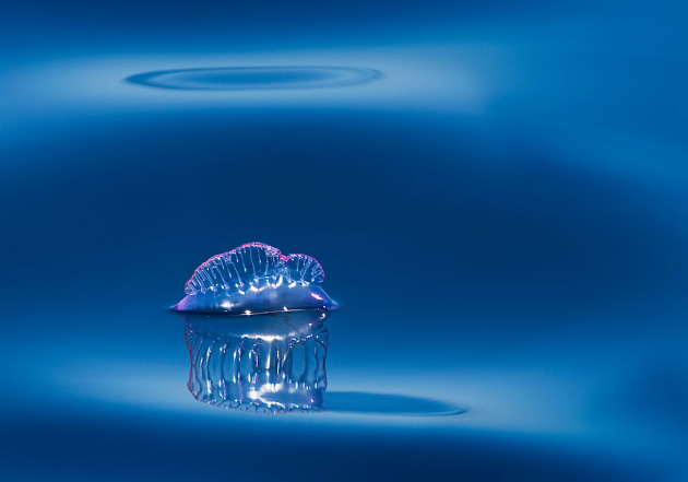 Portuguese Man o' War, Atlantic Ocean, 5 nautical miles off S. Mateus, Pico Island, Azores, Portugal. 
© Enrico Villa/tpoty.com