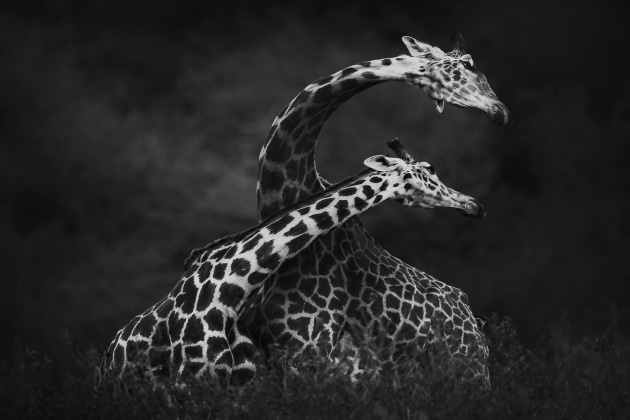 Vick Jauron, Giraffes can dance