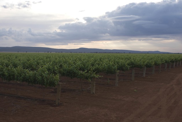 Southern Premium Vineyards, PSP Investments’ platform that owns Australian vineyards, has acquired 35 properties from, and entered a long-term grape supply agreement with, Casella Family Brands.