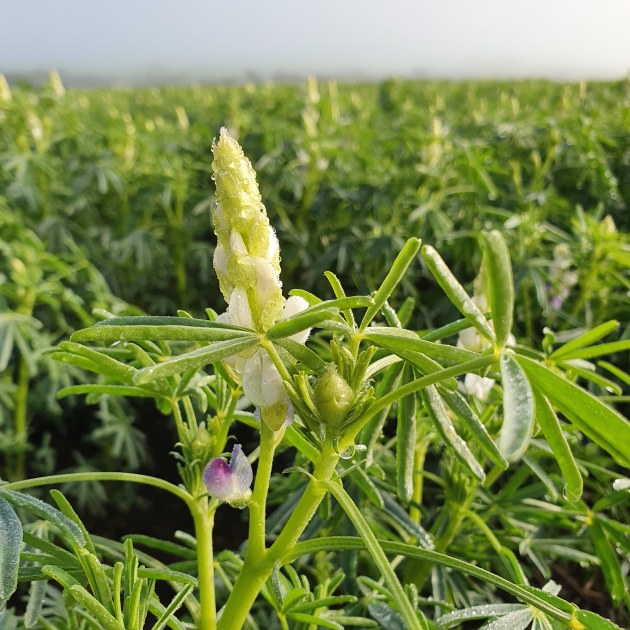 Lupin flower.