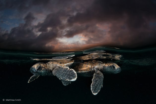 Winner: Maybe 2 in a 1000, Hawksbill turtle (Eretmochelys imbricata), Matty Smith (NSW)