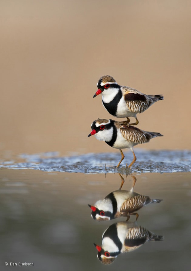 Winner: Posing black-fronted dotterels, Black-fronted dotterel (Elseyornis melanops), Dan Giselsson (QLD)