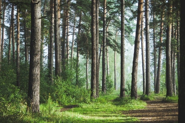 WPI produces a range of timber and pulp products derived from renewable plantations of Radiata pine for both New Zealand and international markets