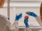 Metaphor Foods brings Novella cell-based preservatives to APAC