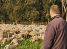 FY25 delivers history highs for Aussie beef, lamb, mutton