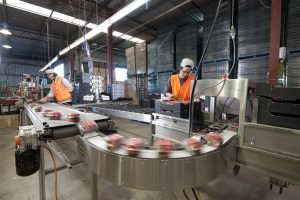 Strawberry packers scramble for punnet protection