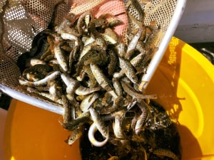 Tiger trout released in Thompsons Creek Dam