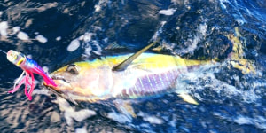 Rare long-term yellowfin tuna recapture!